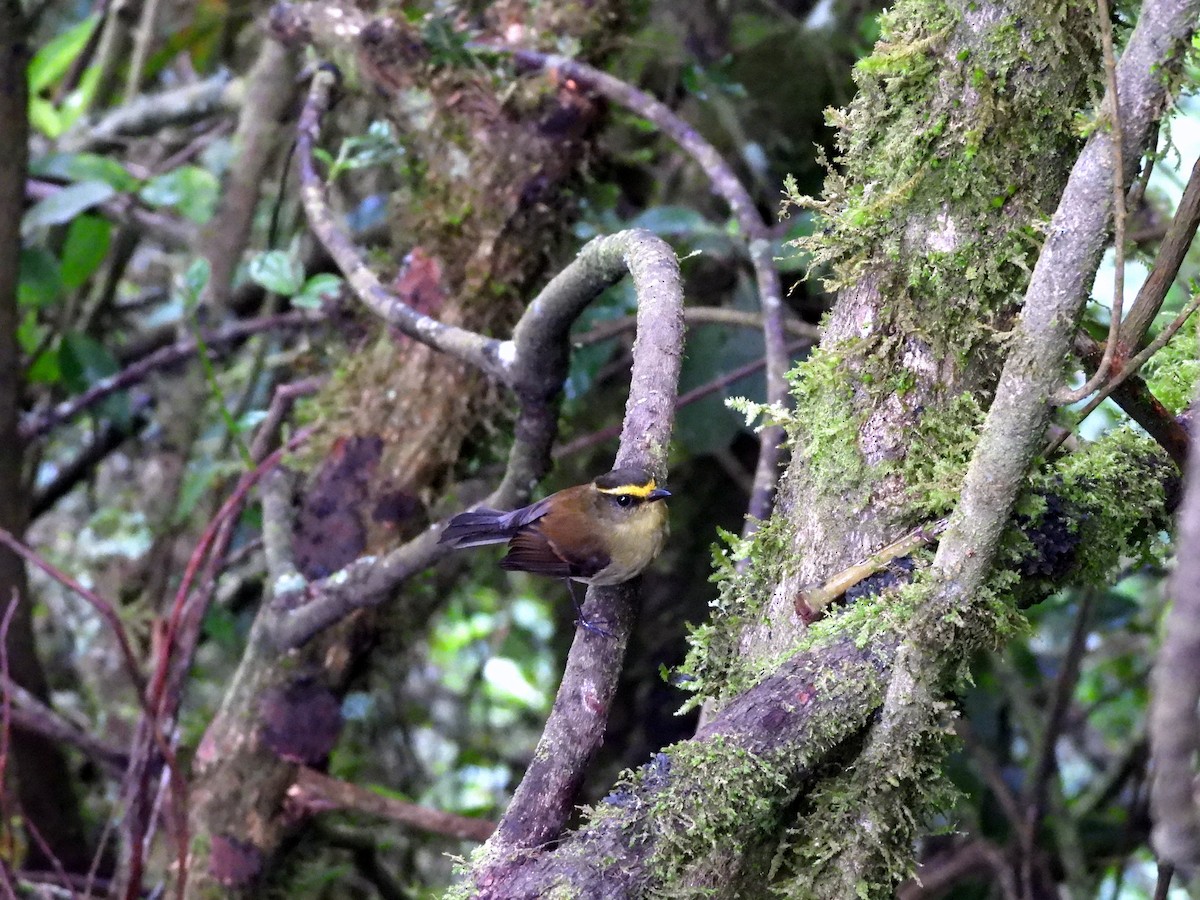 Yellow-bellied Chat-Tyrant - ML620416732