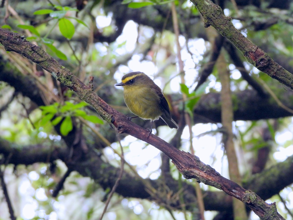 Yellow-bellied Chat-Tyrant - ML620416733