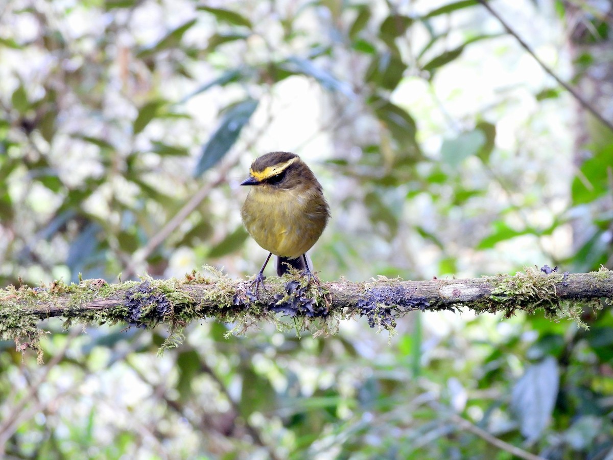 Yellow-bellied Chat-Tyrant - ML620416734
