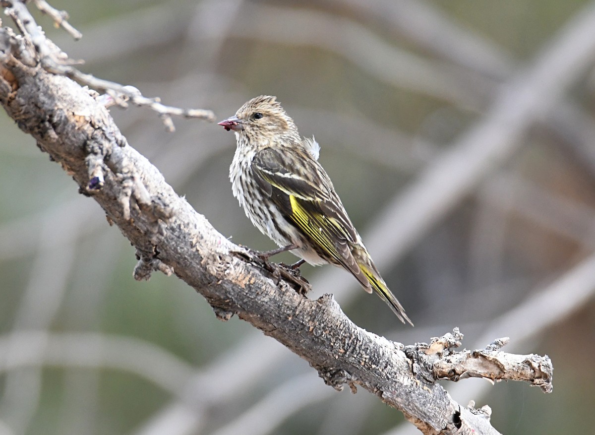 Pine Siskin - ML620416739