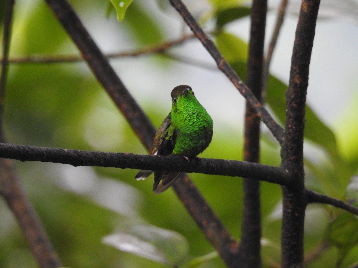 Coppery-headed Emerald - ML620416755