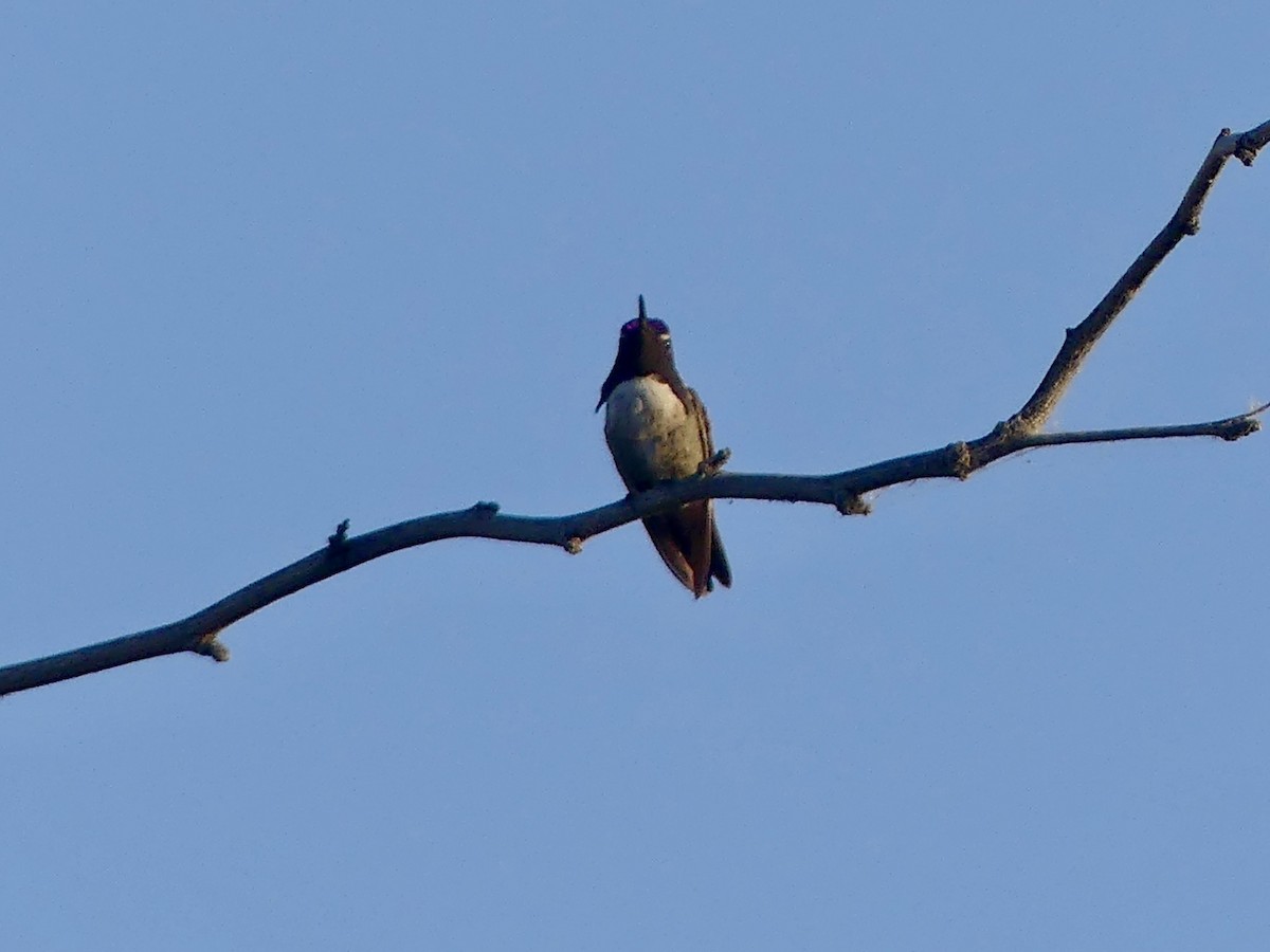 Anna's Hummingbird - ML620416756