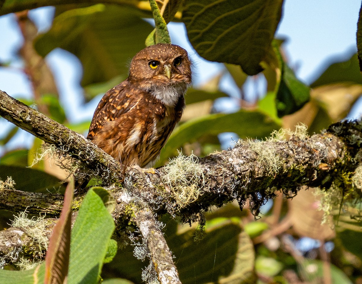 Andean Pygmy-Owl - ML620416761