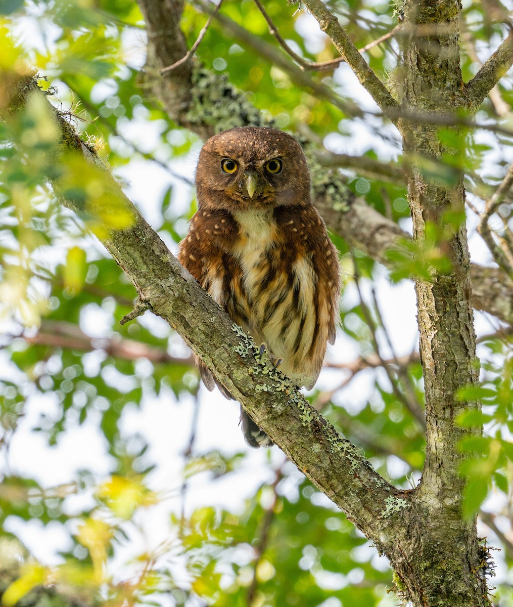 Andean Pygmy-Owl - ML620416762