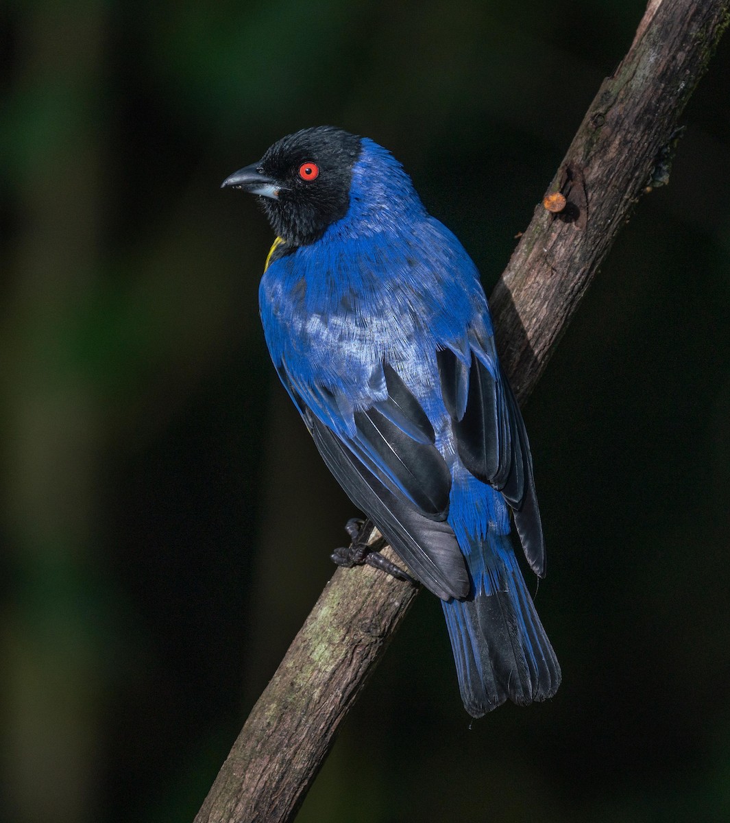 Hooded Mountain Tanager - ML620416771