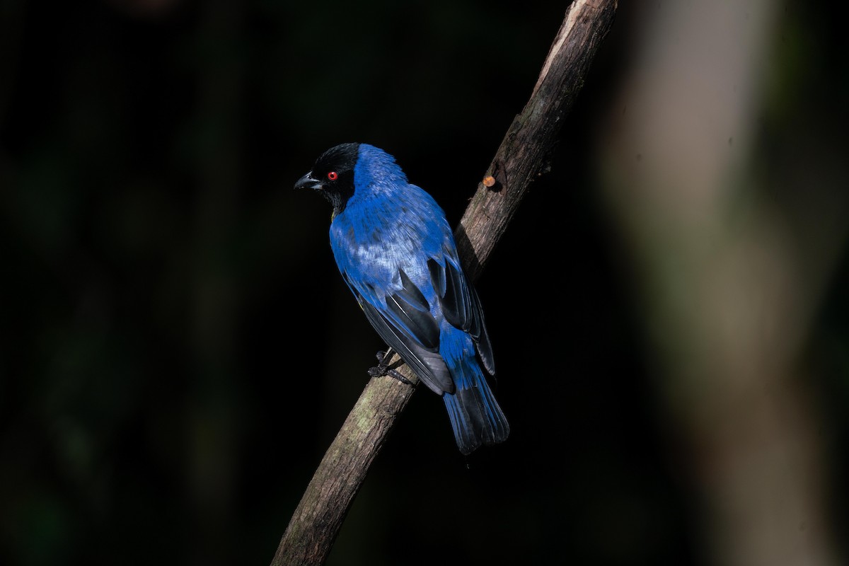 Hooded Mountain Tanager - ML620416772