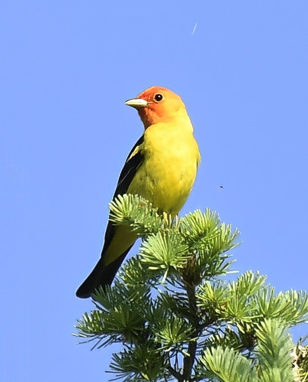 Western Tanager - ML620416780