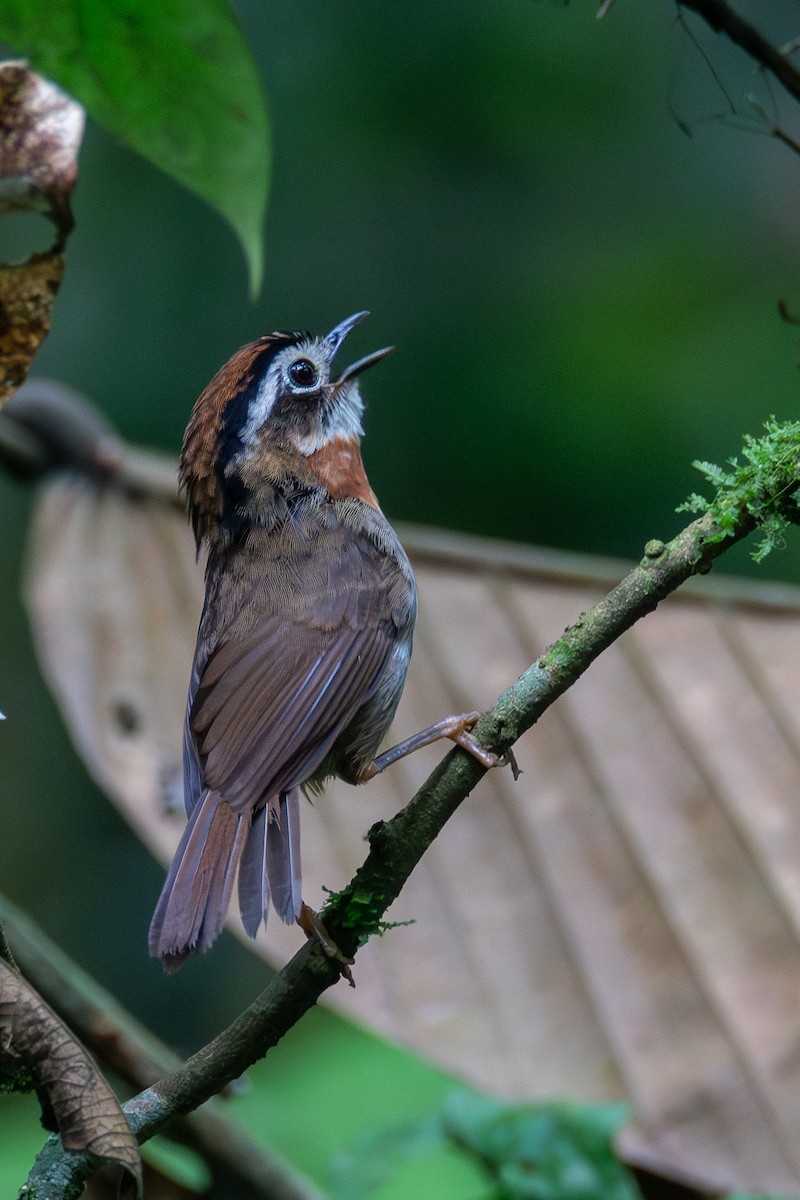 Rufous-throated Fulvetta - ML620416788