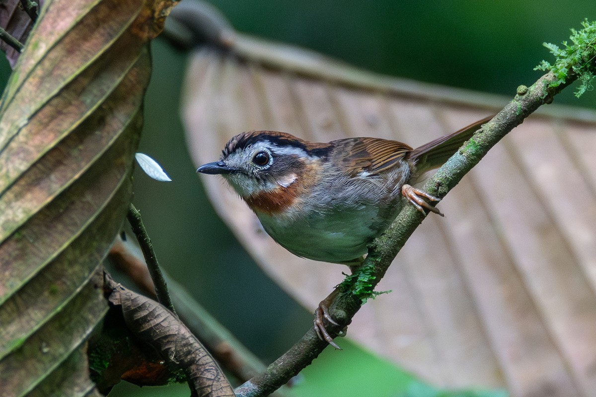 Rufous-throated Fulvetta - ML620416789