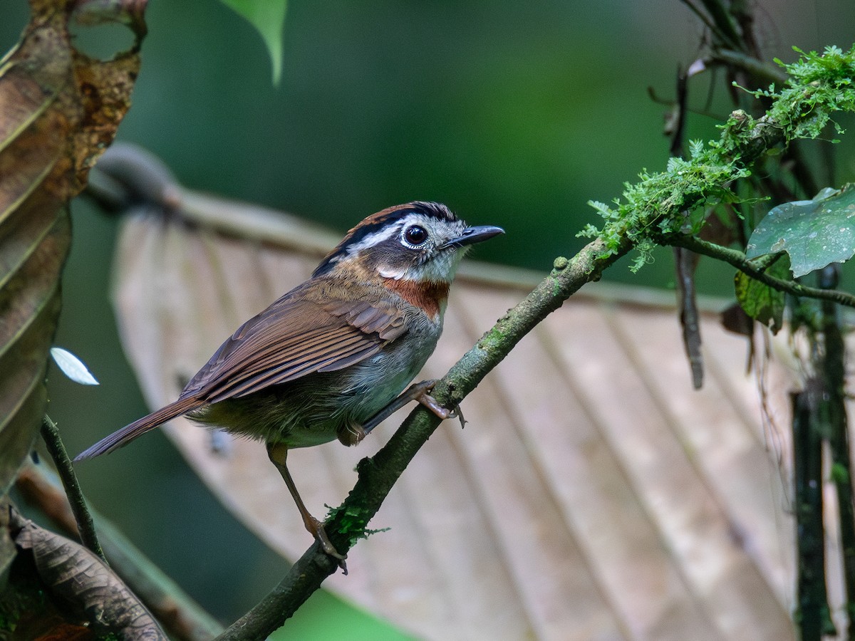 Rufous-throated Fulvetta - ML620416790