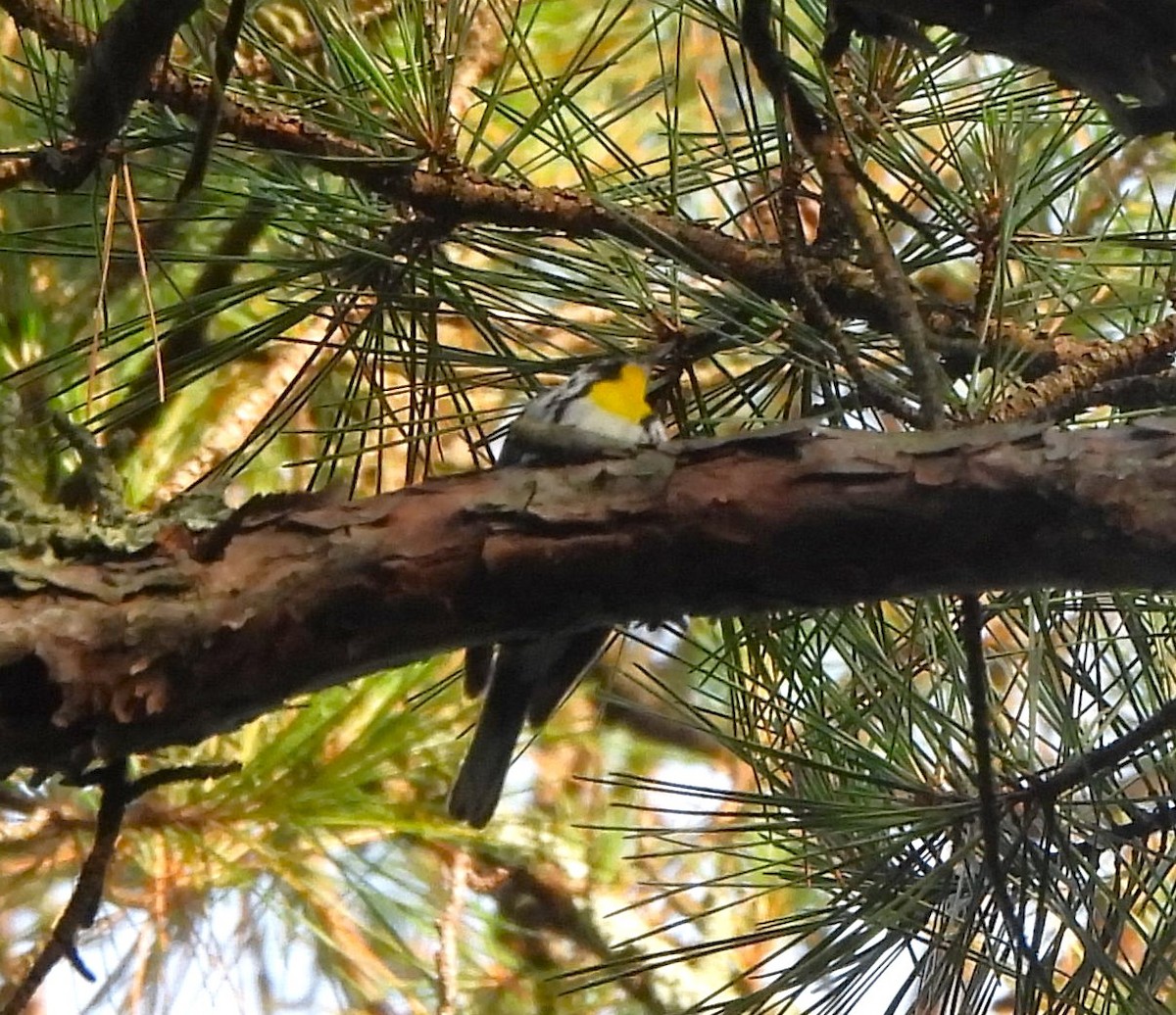 Yellow-throated Warbler - ML620416794