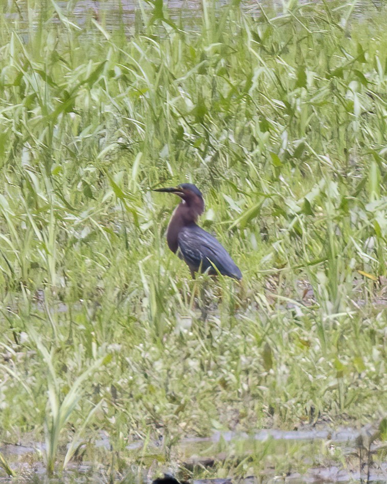 Green Heron - ML620416797