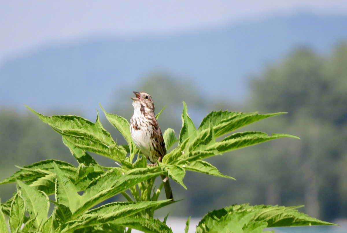 Song Sparrow - Catherine Ford