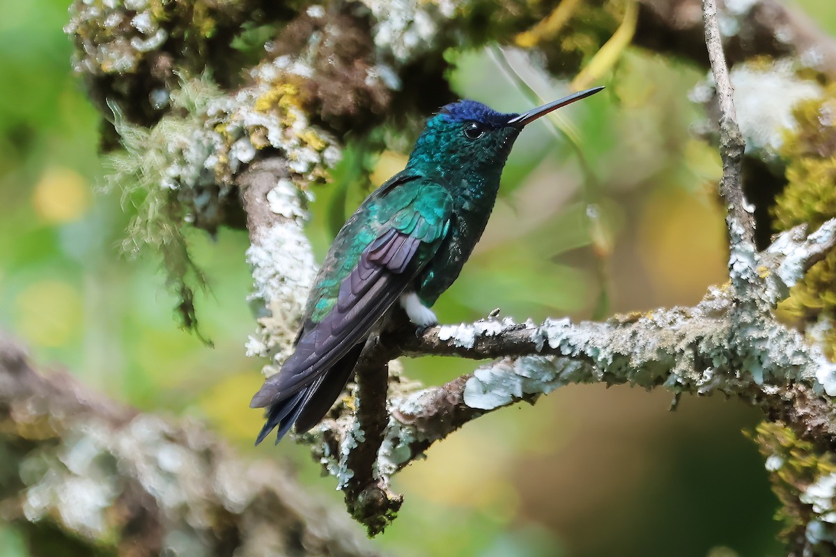 Indigo-capped Hummingbird - ML620416808