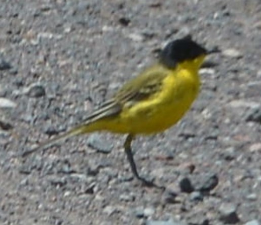 Western Yellow Wagtail (feldegg) - ML620416809