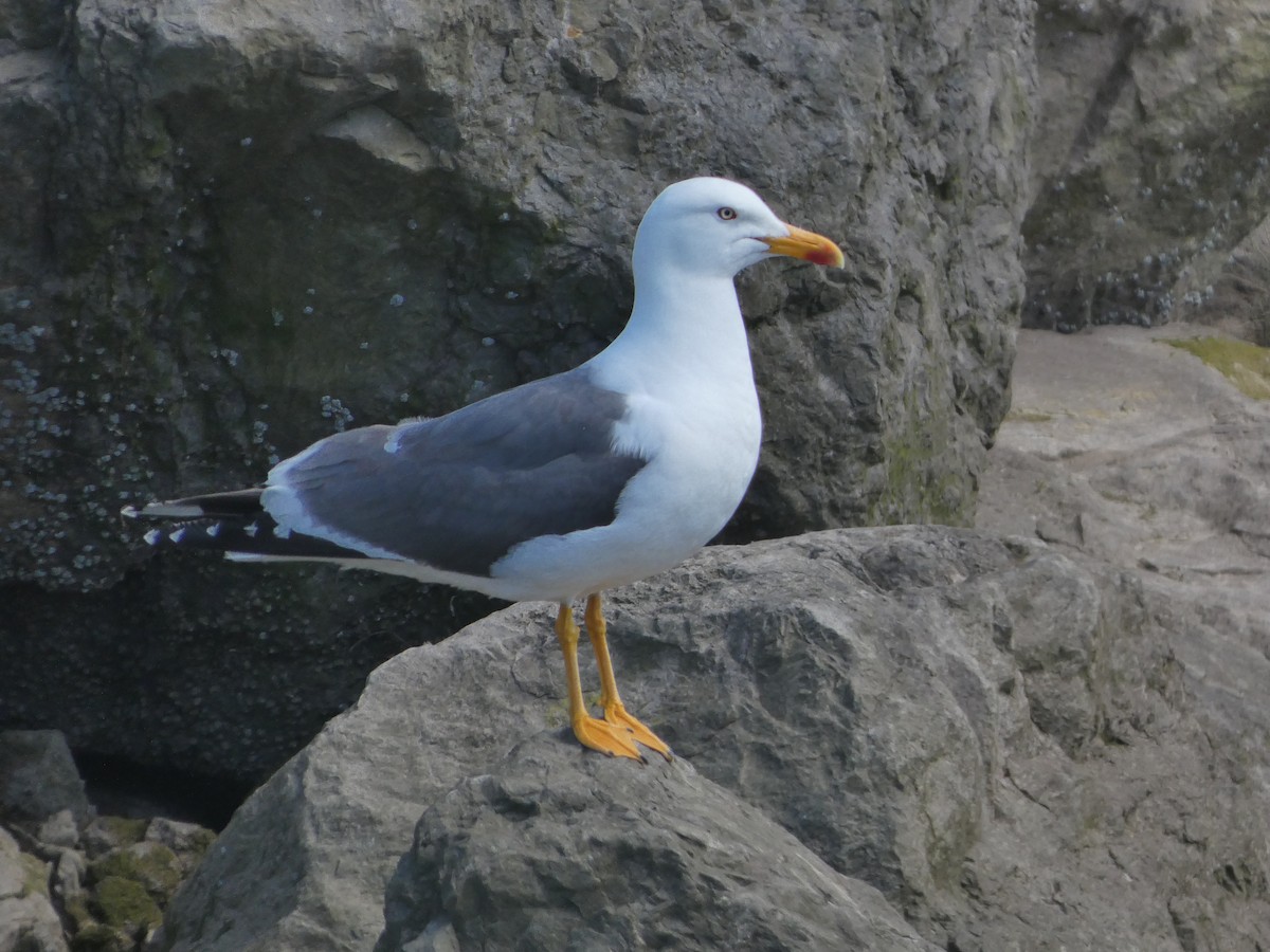 Gaviota Sombría - ML620416810