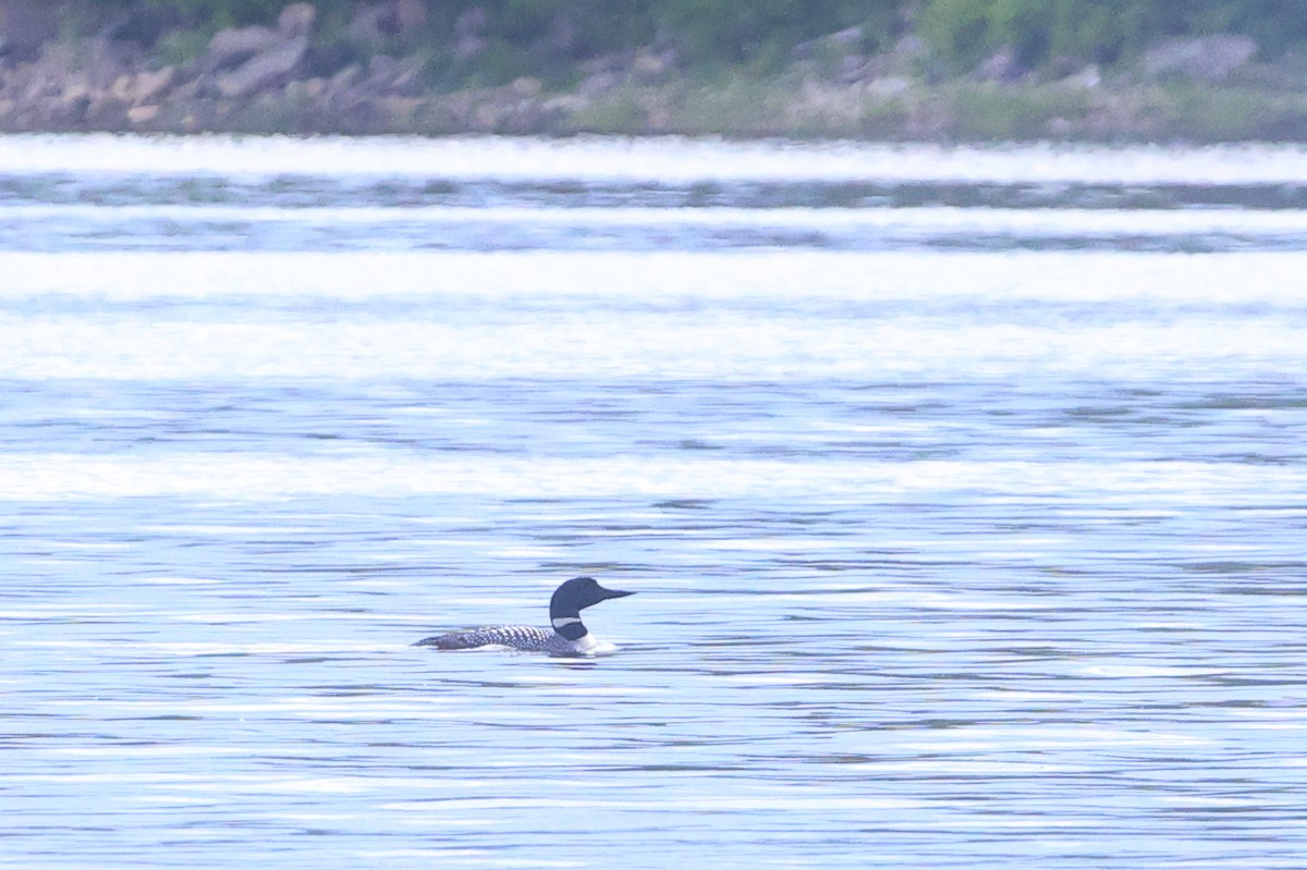 Common Loon - ML620416830