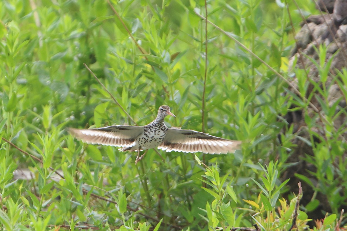 Spotted Sandpiper - ML620416836