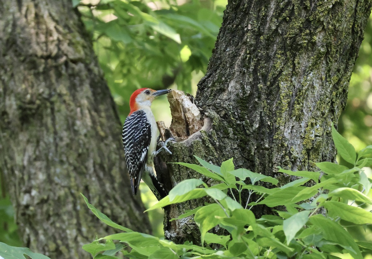 Red-bellied Woodpecker - ML620416846