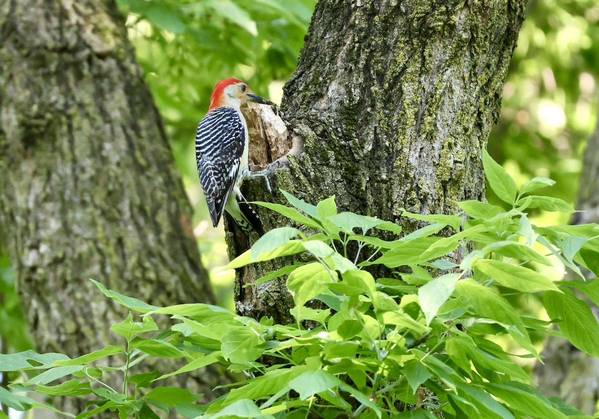 Red-bellied Woodpecker - ML620416847