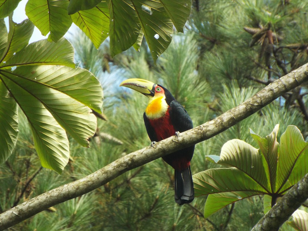 Red-breasted Toucan - ML620416848