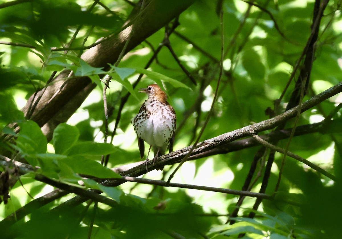 Wood Thrush - ML620416851