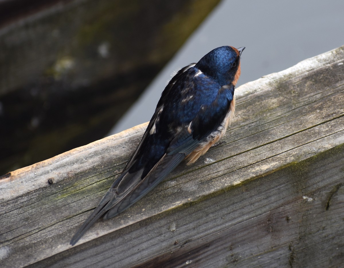 Barn Swallow - ML620416853