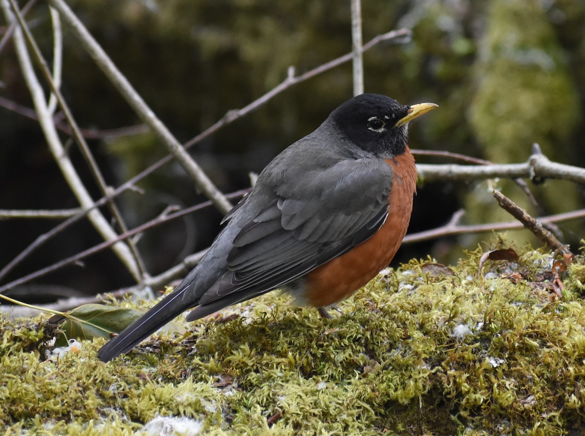 American Robin - M. Rogers