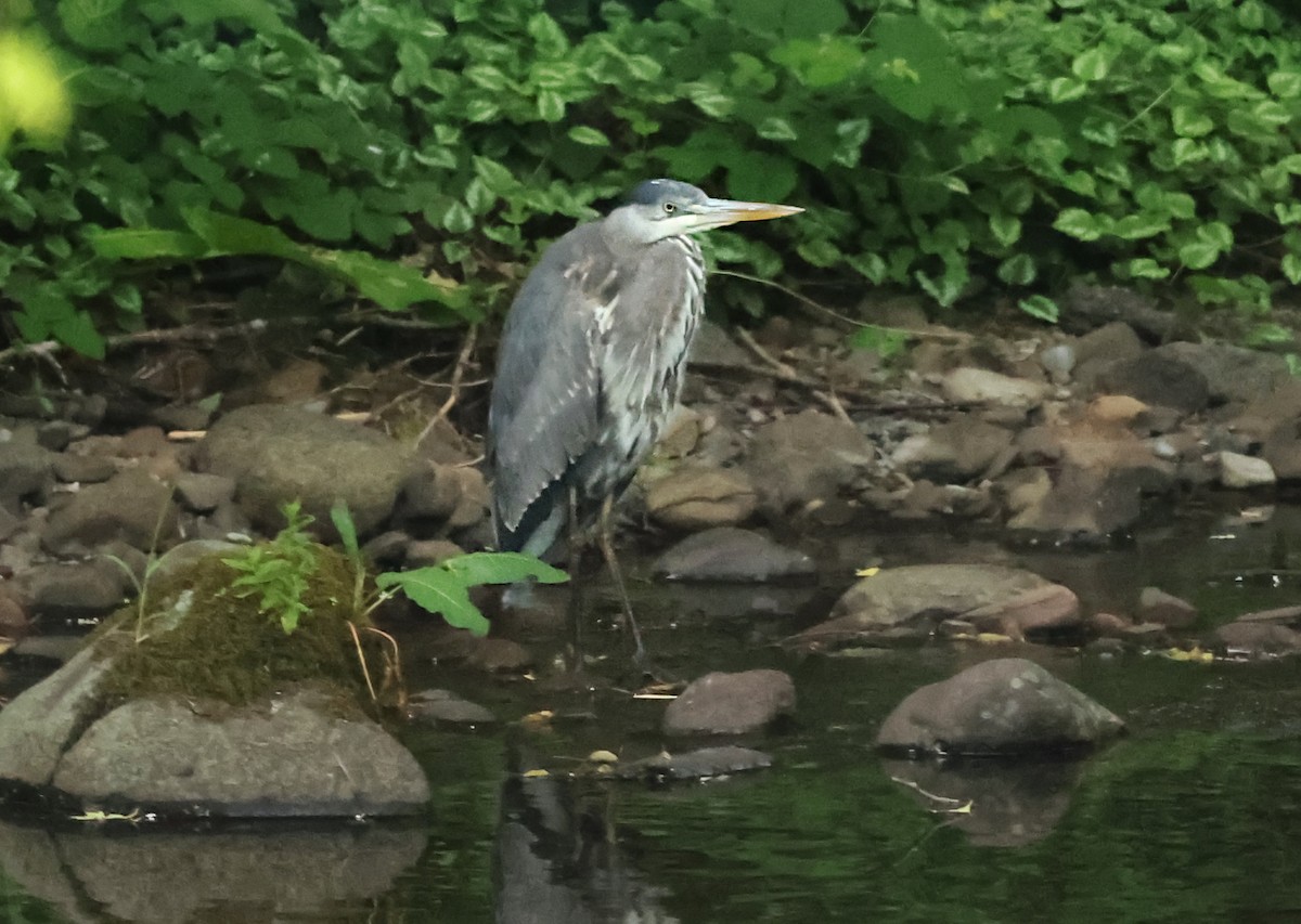 Great Blue Heron - ML620416866