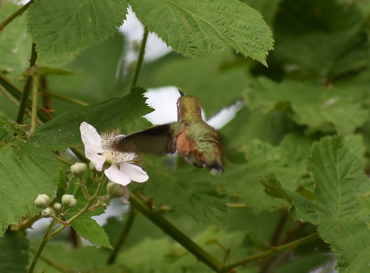 Rufous Hummingbird - ML620416873