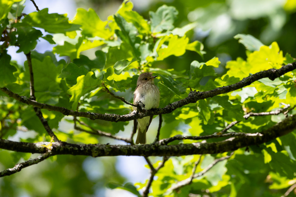 Spotted Flycatcher - ML620416874