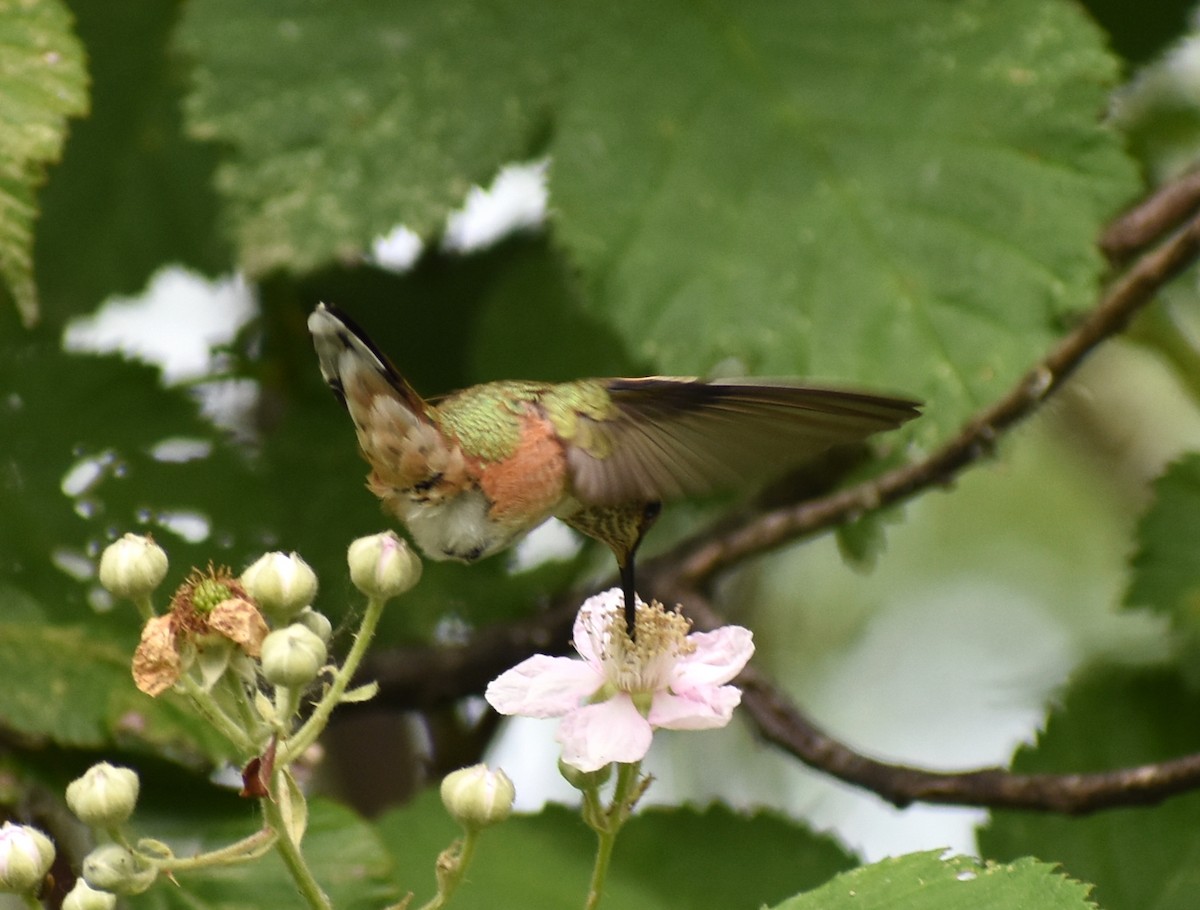 Rufous Hummingbird - ML620416876