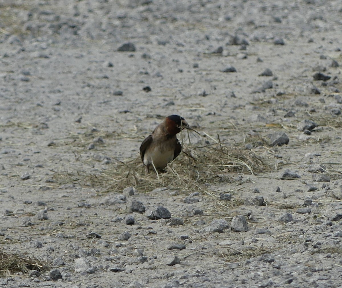 Cliff Swallow - ML620416882