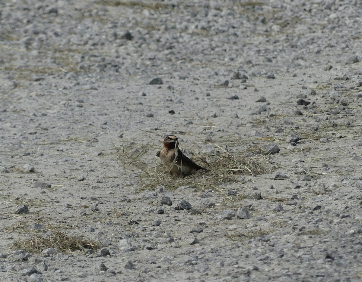 Cliff Swallow - ML620416883