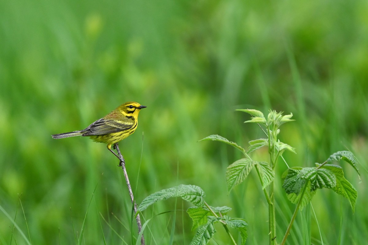 Prairie Warbler - ML620416884