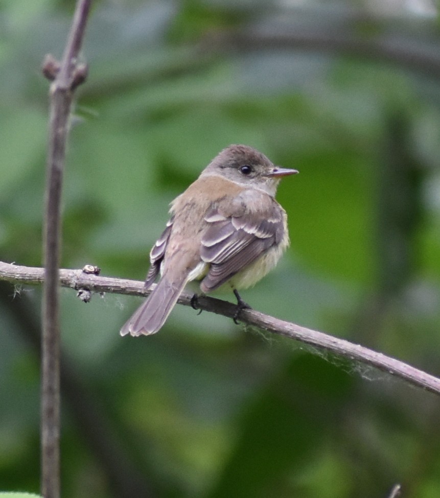 tyrannidé sp. - ML620416886