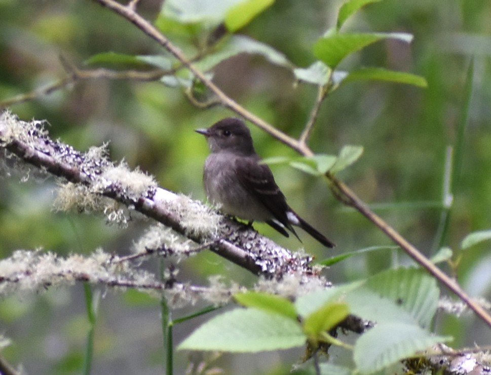 Western Wood-Pewee - ML620416889