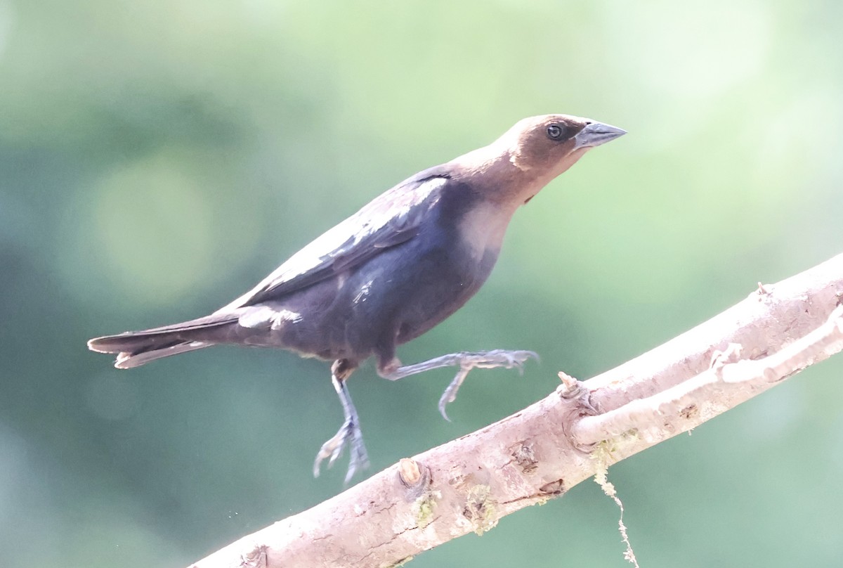 Brown-headed Cowbird - ML620416891