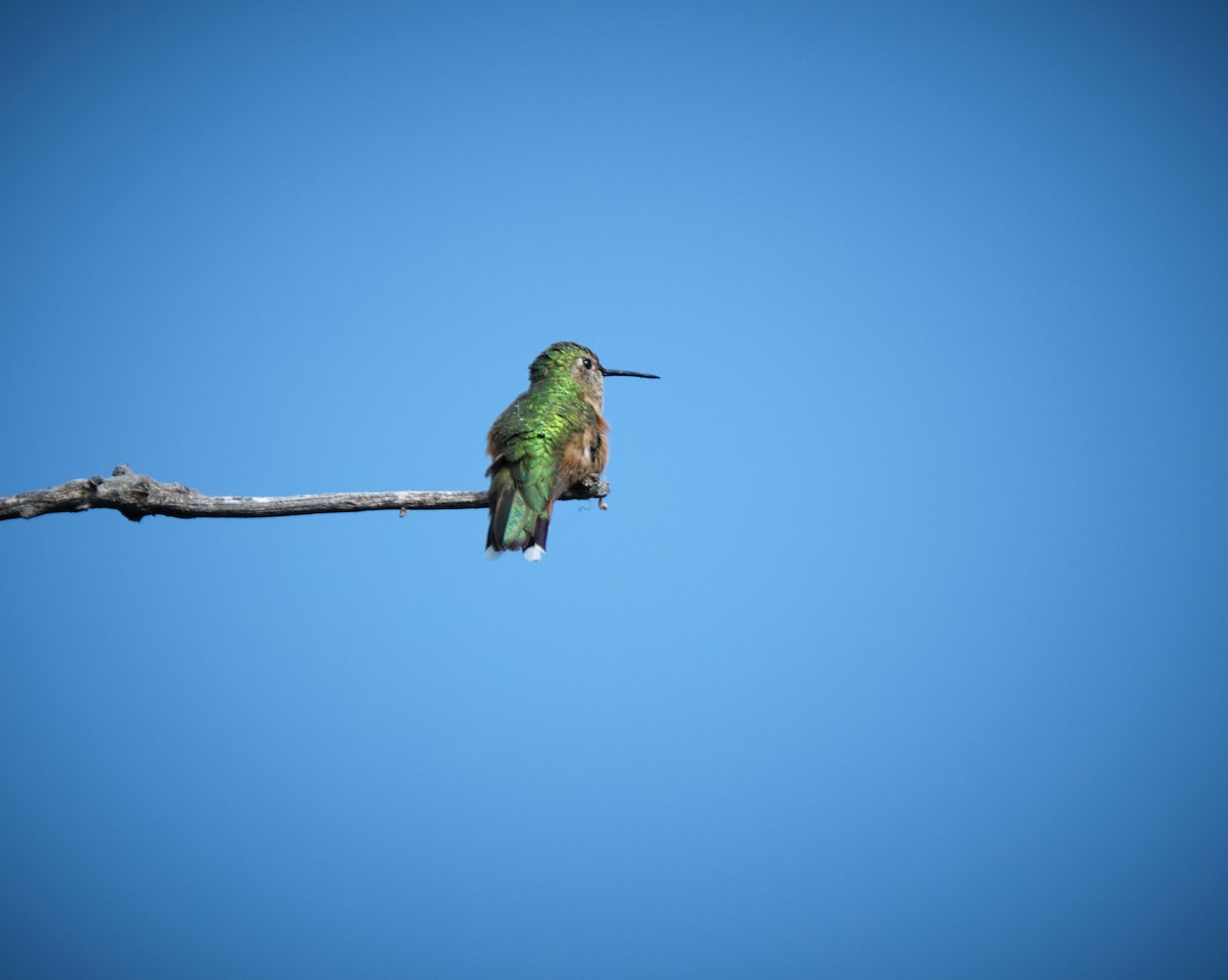 Broad-tailed Hummingbird - ML620416894