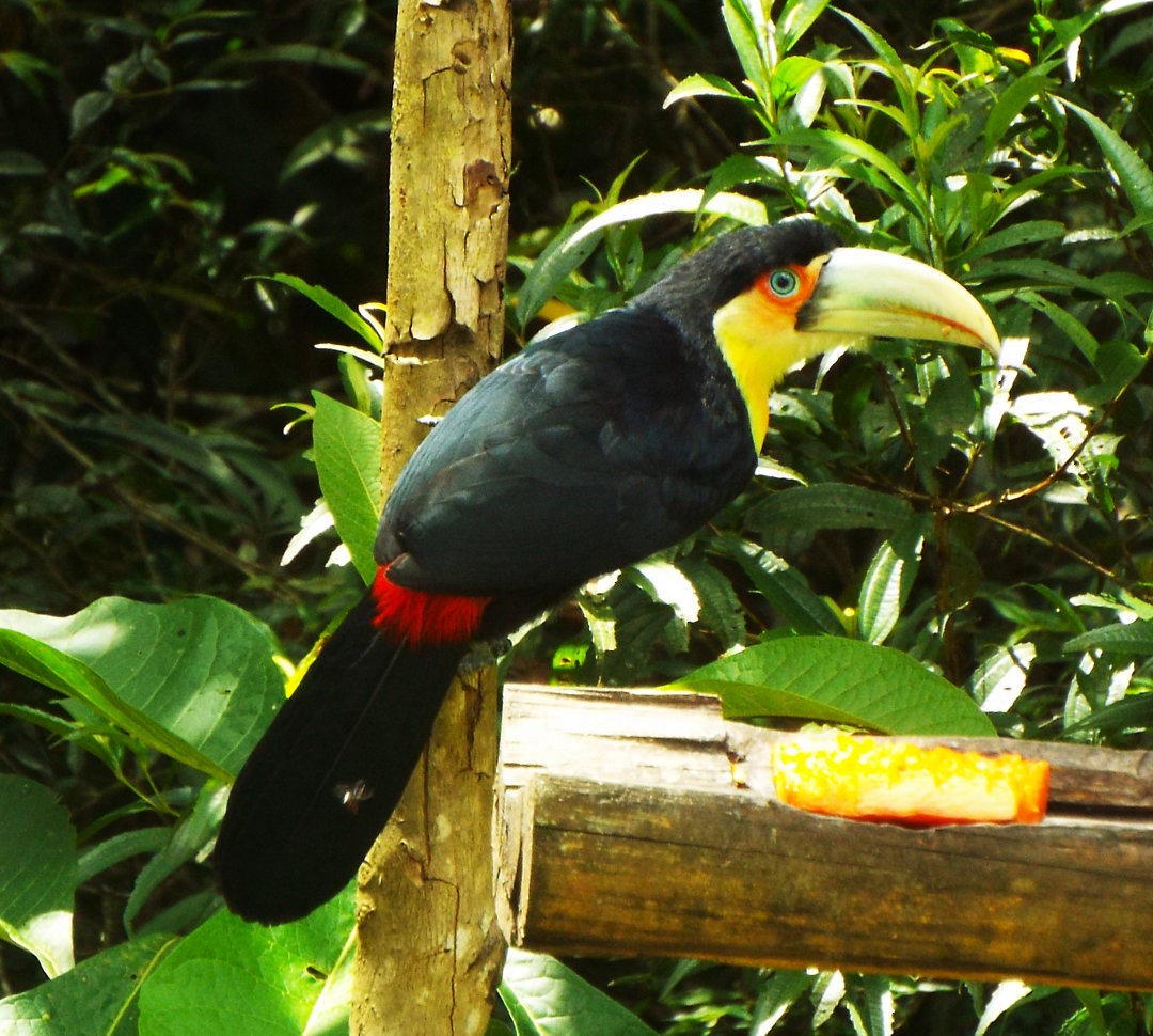 Red-breasted Toucan - ML620416895