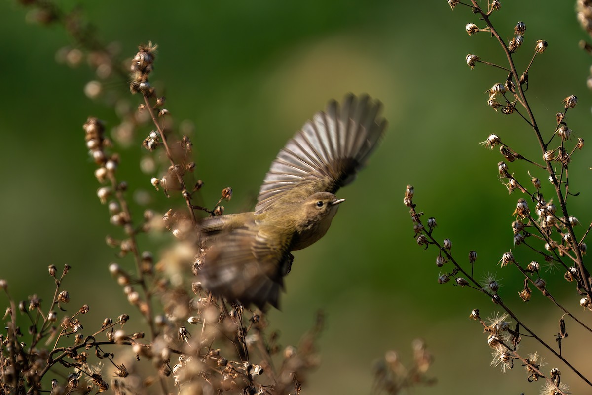 Common Chiffchaff - Ali COBANOGLU