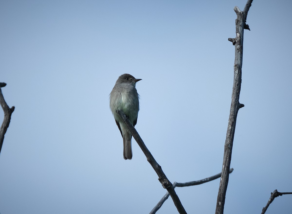 Western Wood-Pewee - ML620416901