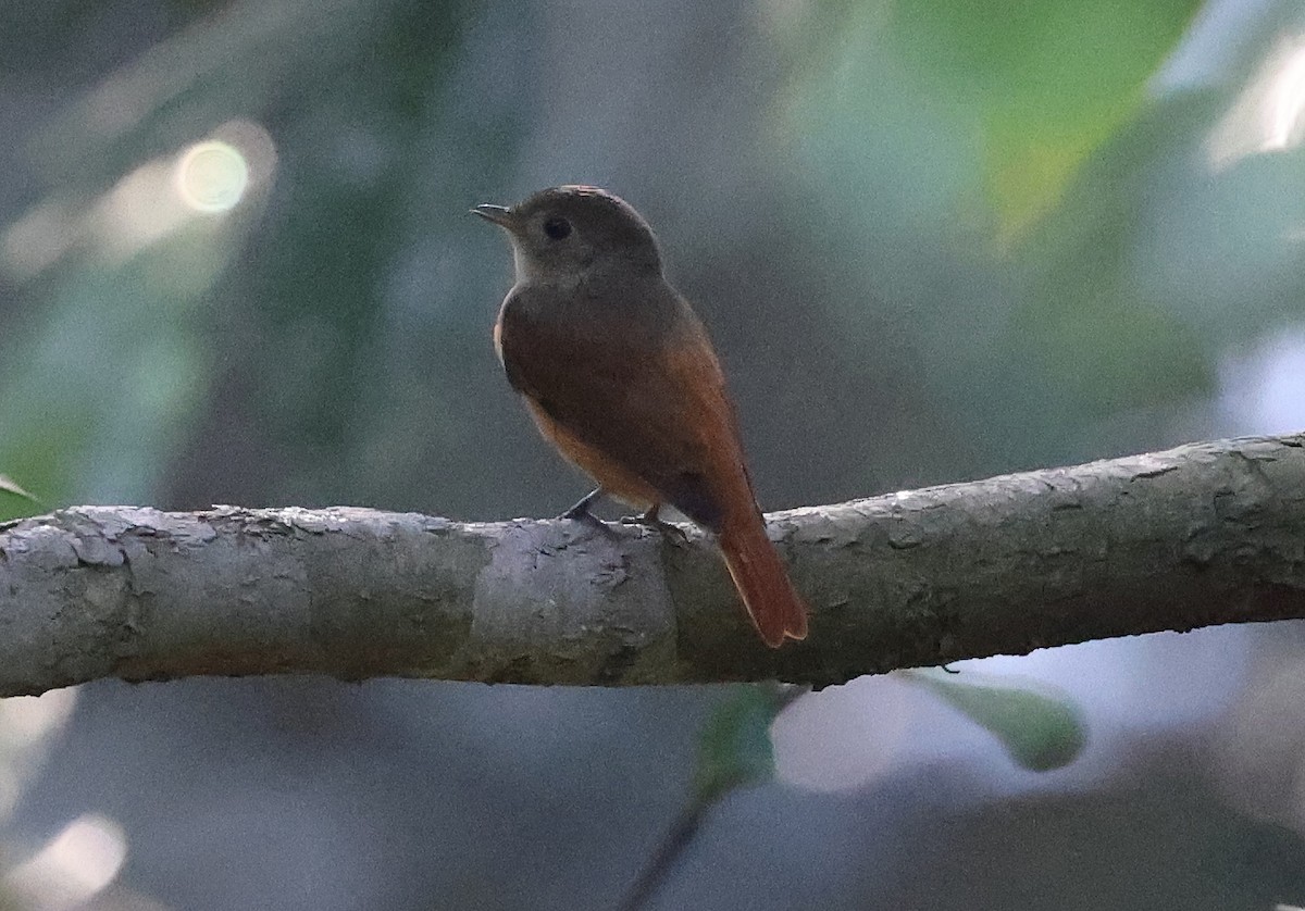 Cinnamon Manakin-Tyrant - ML620416913