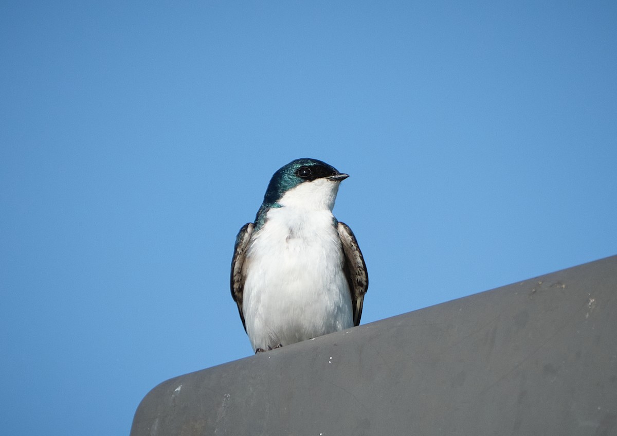 Tree Swallow - Chris Nigro