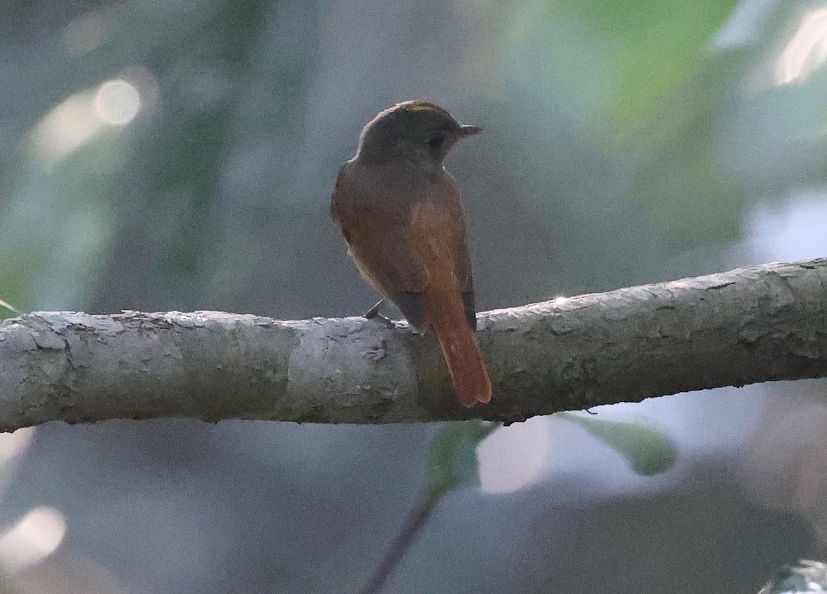 Cinnamon Manakin-Tyrant - ML620416919