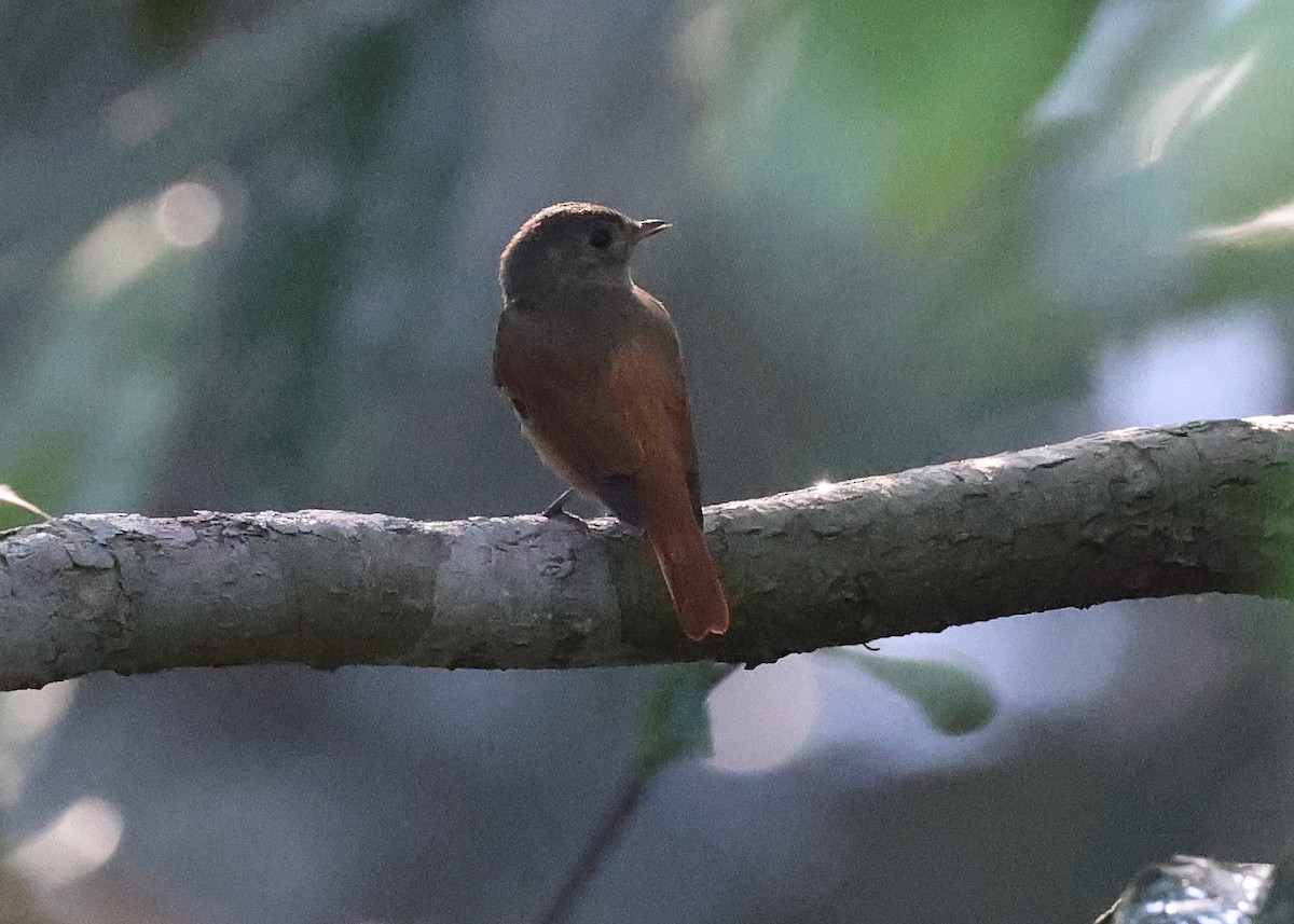 Cinnamon Manakin-Tyrant - ML620416924