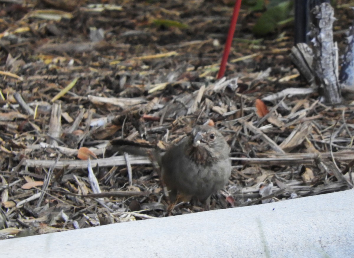 California Towhee - ML620416927