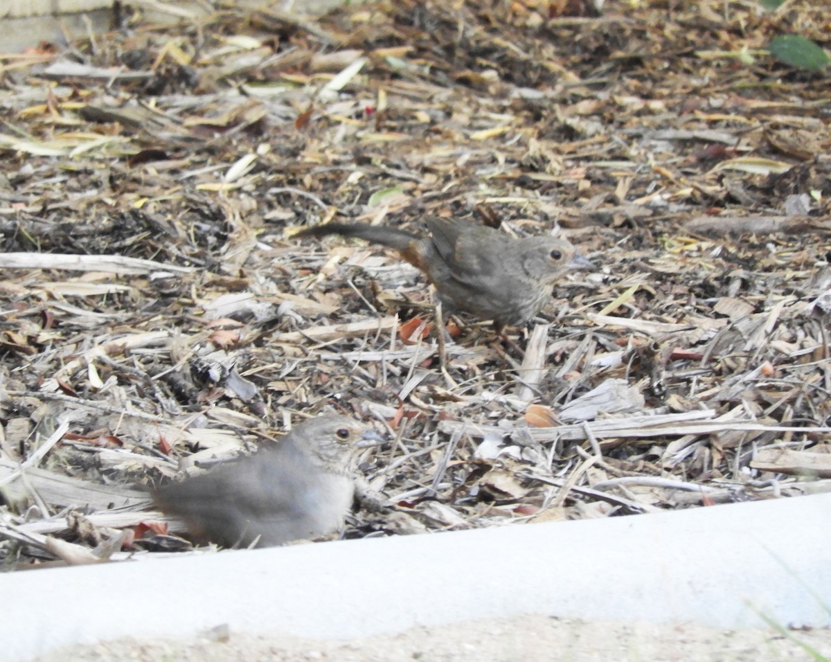 California Towhee - ML620416931