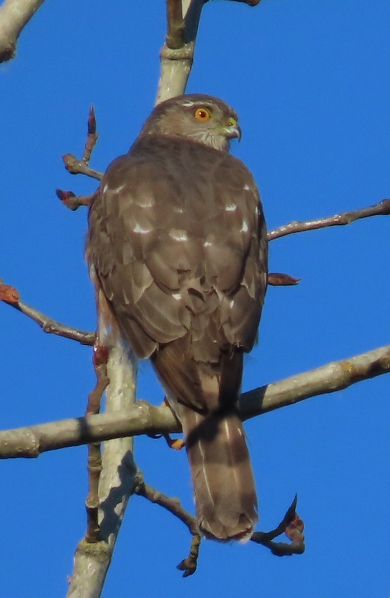 Sharp-shinned Hawk - ML620416937