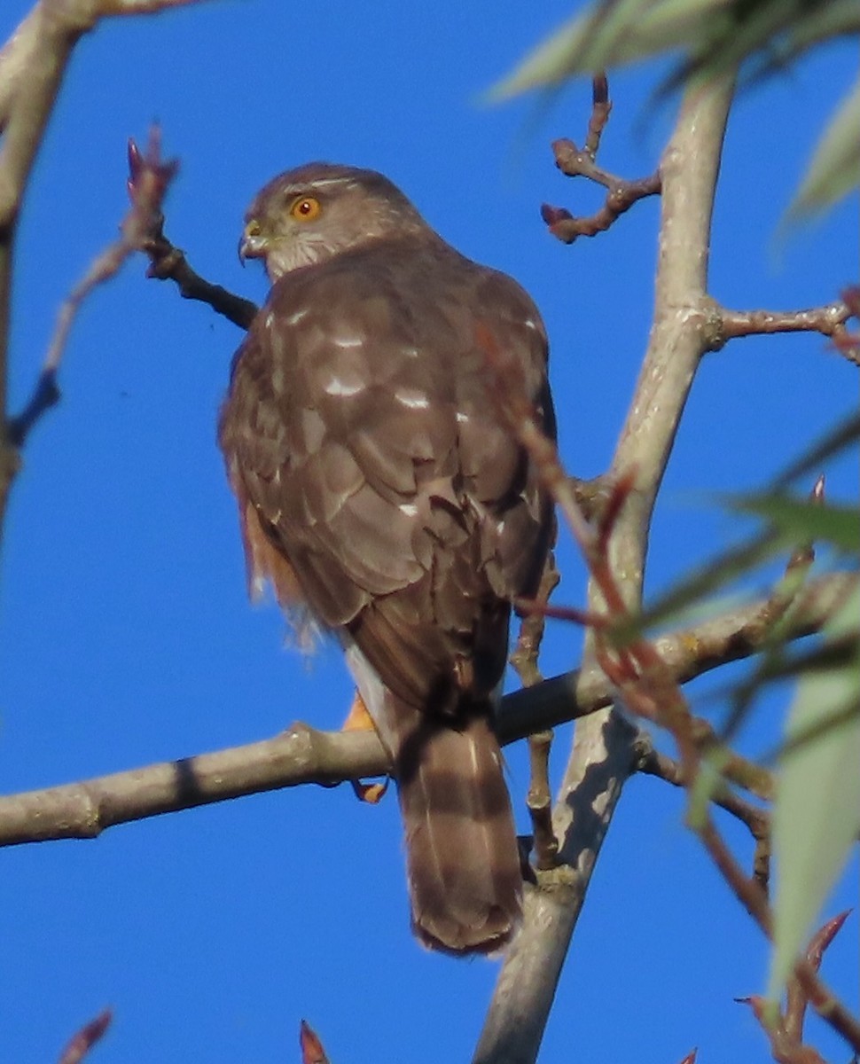 Sharp-shinned Hawk - ML620416939